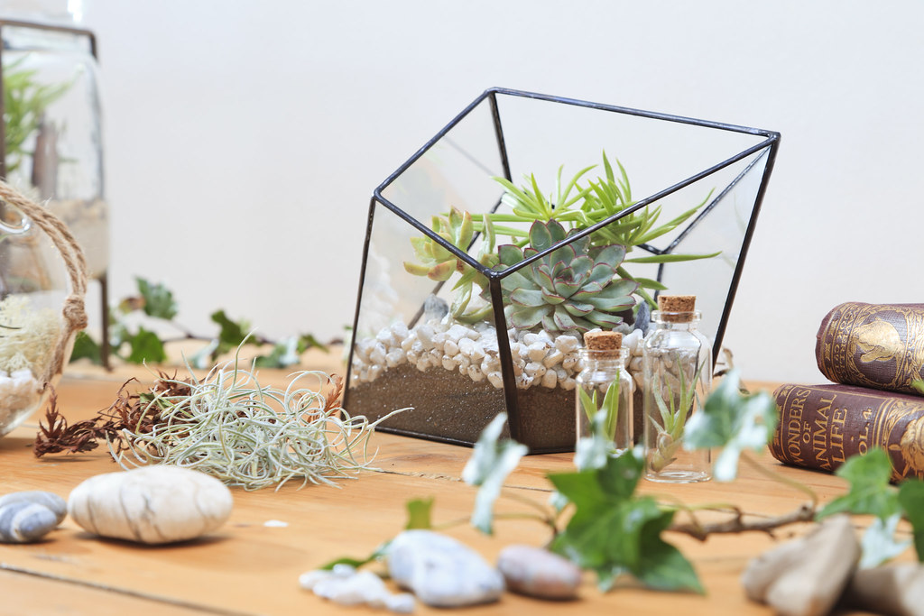 Get Workshop With Terrarium Singapore